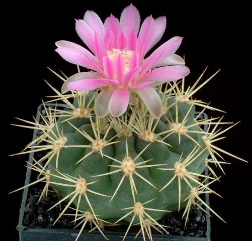 Gymnocalycium_neuhuberi